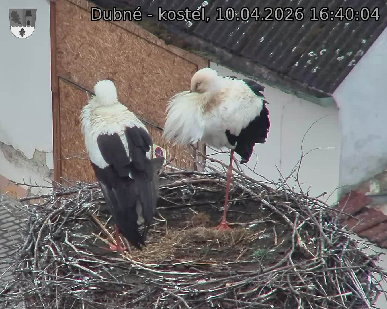 Capi_Dubne_20260410_164004.jpg (1350&nbsp;x&nbsp;1080)