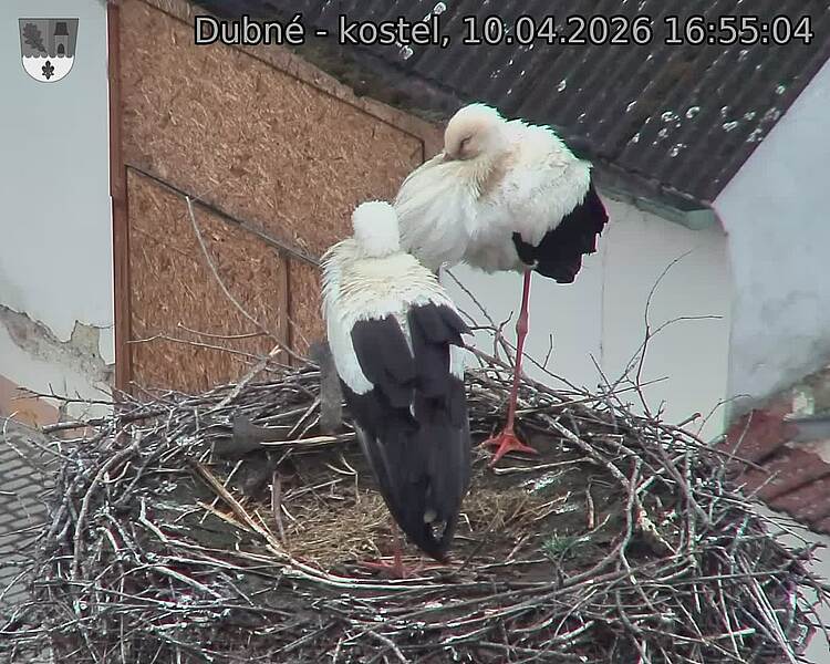 Capi_Dubne_20260410_165504.jpg (1350&nbsp;x&nbsp;1080)