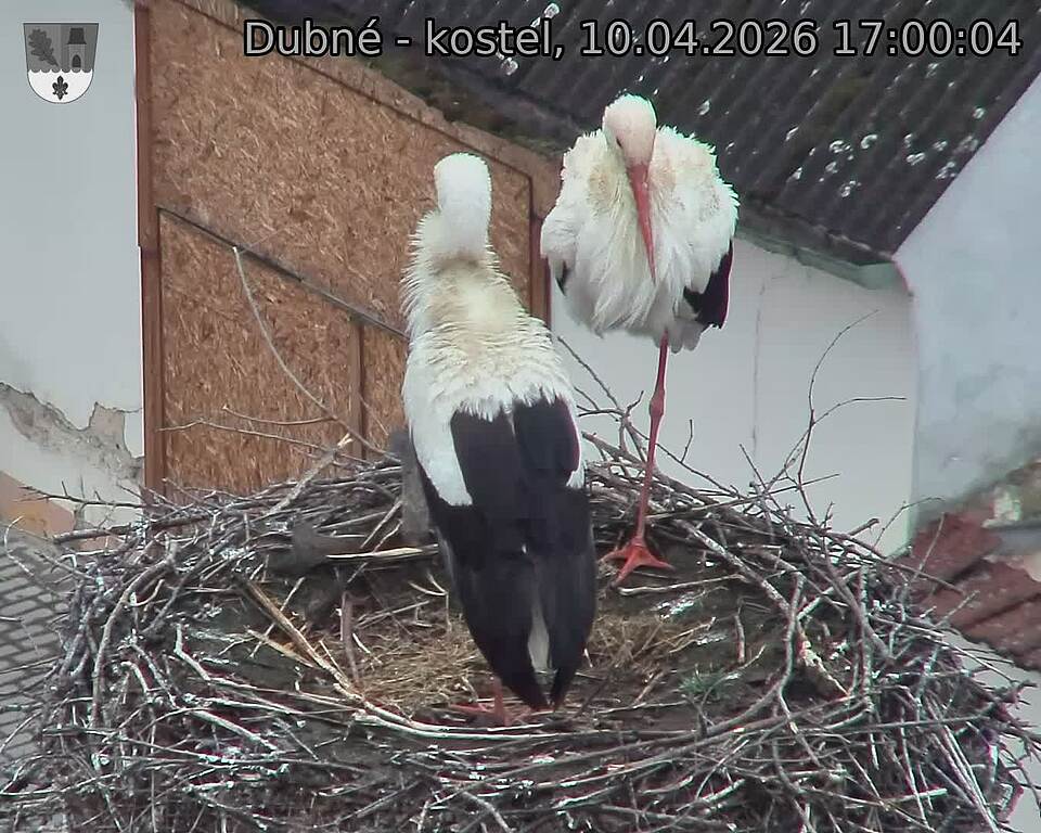 Capi_Dubne_20260410_170004.jpg (1350&nbsp;x&nbsp;1080)