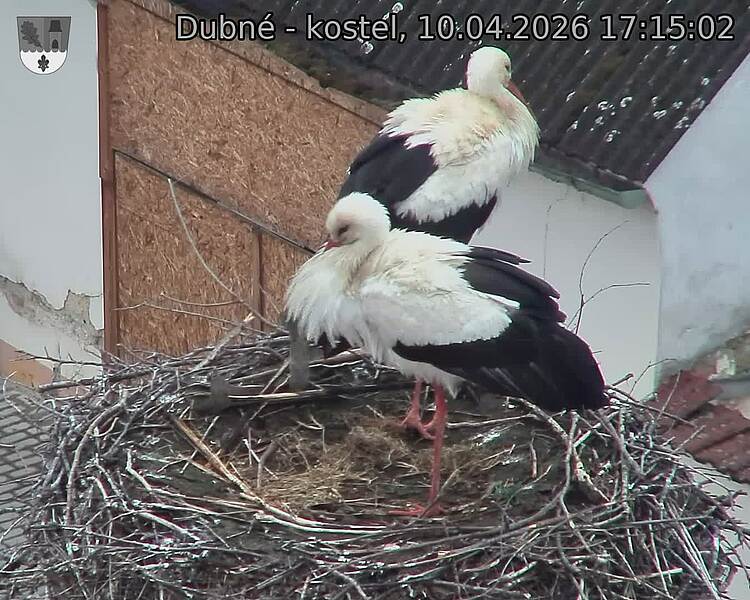 Capi_Dubne_20260410_171502.jpg (1350&nbsp;x&nbsp;1080)