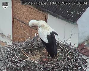 Capi_Dubne_20260410_172504.jpg (1350&nbsp;x&nbsp;1080)