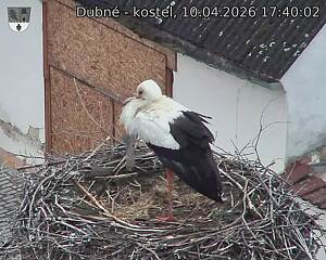 Capi_Dubne_20260410_174002.jpg (1350&nbsp;x&nbsp;1080)