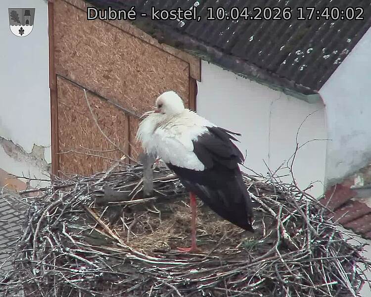 Capi_Dubne_20260410_174002.jpg (1350&nbsp;x&nbsp;1080)