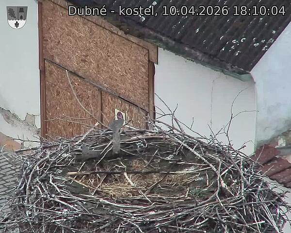 Capi_Dubne_20260410_181004.jpg (1350&nbsp;x&nbsp;1080)