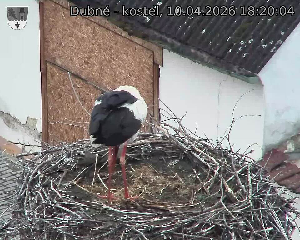 Capi_Dubne_20260410_182004.jpg (1350&nbsp;x&nbsp;1080)