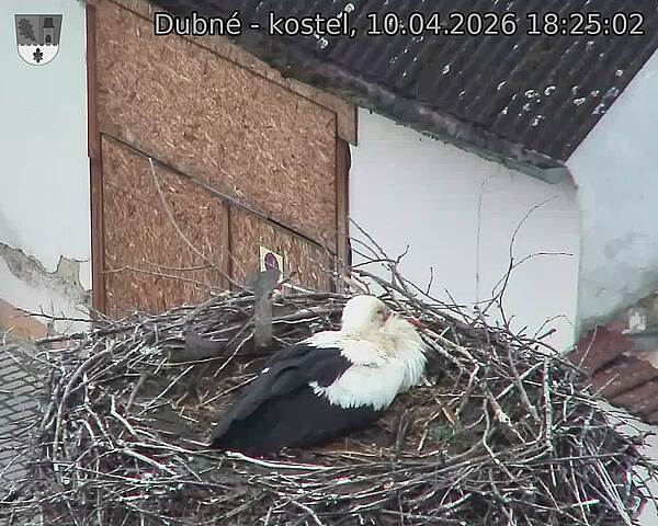 Capi_Dubne_20260410_182502.jpg (1350&nbsp;x&nbsp;1080)