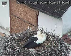 Capi_Dubne_20260410_183003.jpg (1350&nbsp;x&nbsp;1080)