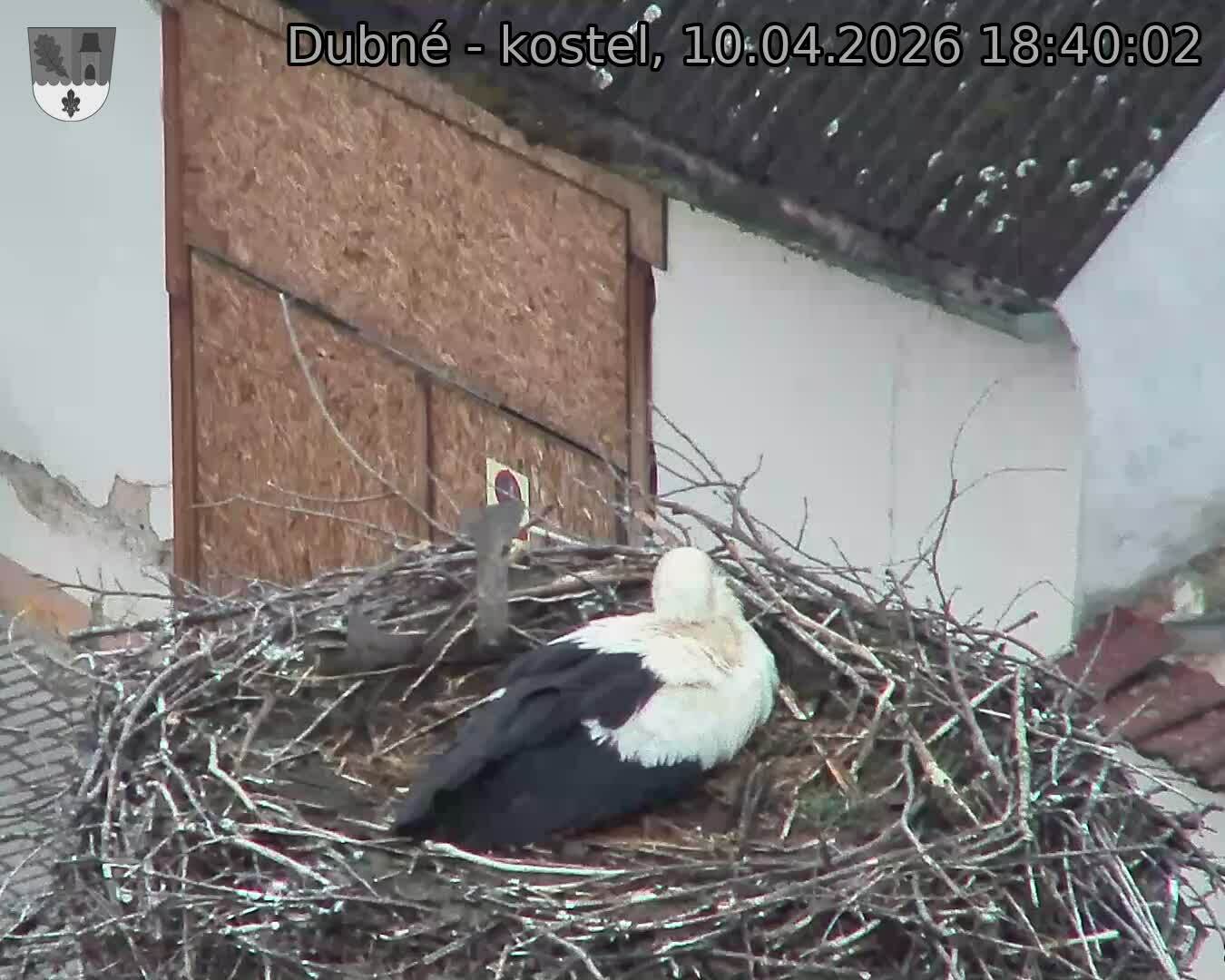 Capi_Dubne_20260410_184002.jpg (1350&nbsp;x&nbsp;1080)