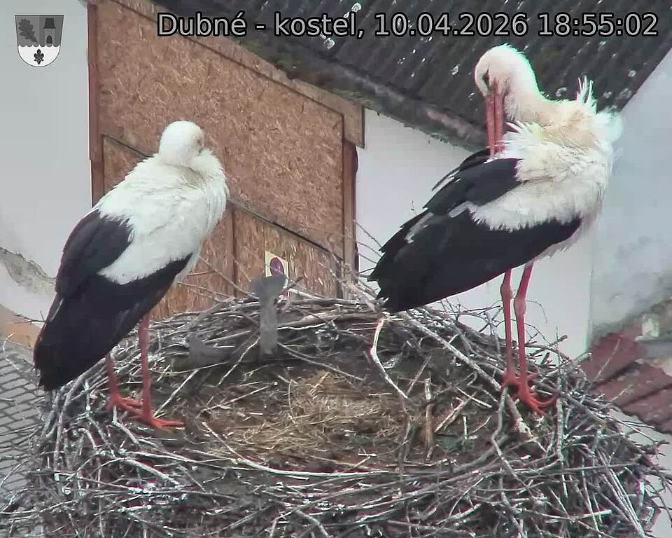 Capi_Dubne_20260410_185502.jpg (1350&nbsp;x&nbsp;1080)