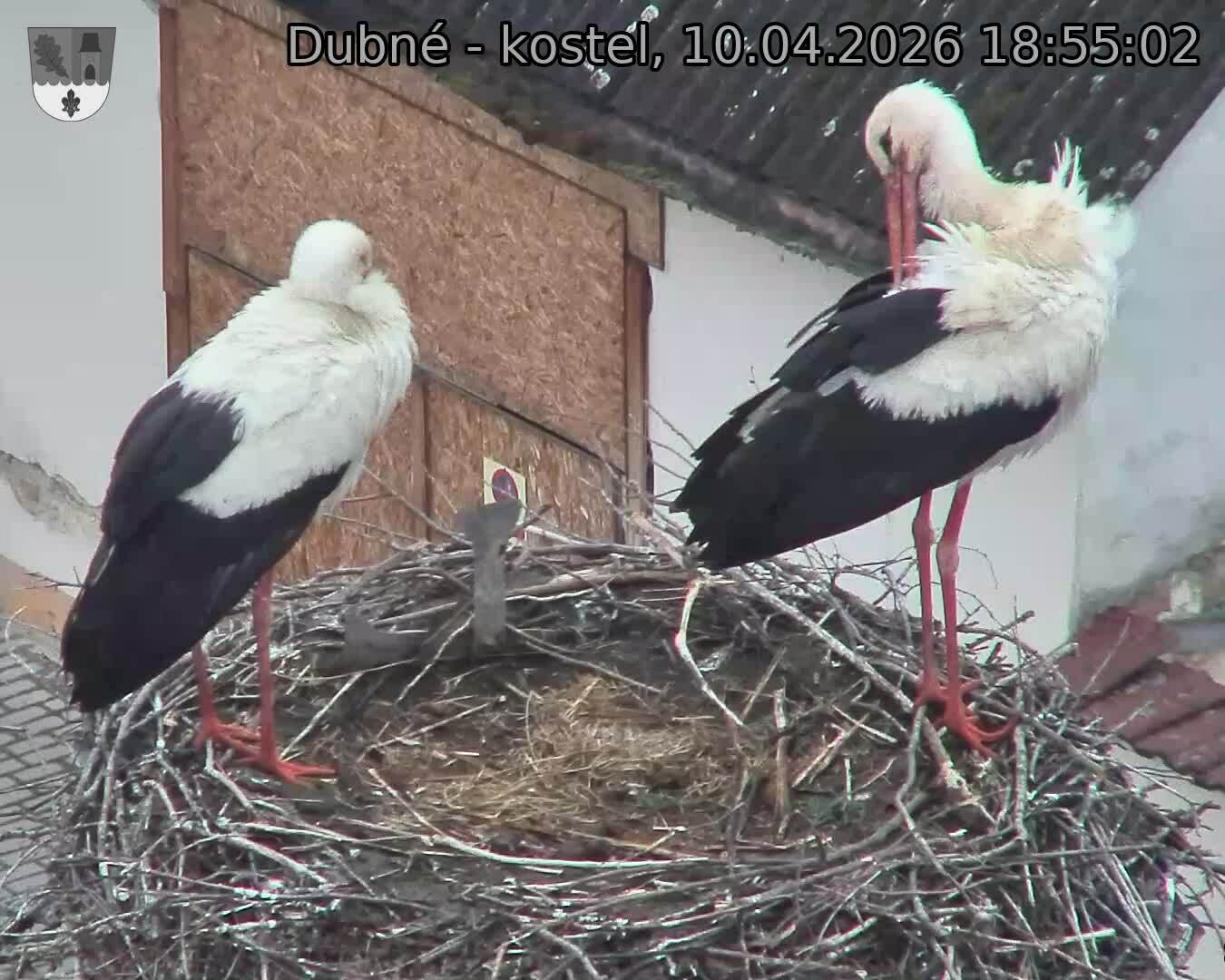 Capi_Dubne_20260410_185502.jpg (1350&nbsp;x&nbsp;1080)