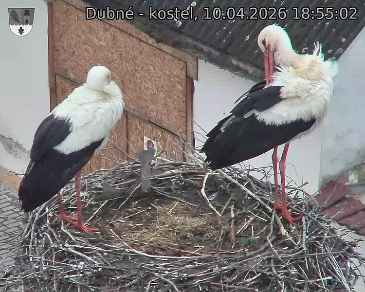 Capi_Dubne_20260410_185502.jpg (1350&nbsp;x&nbsp;1080)