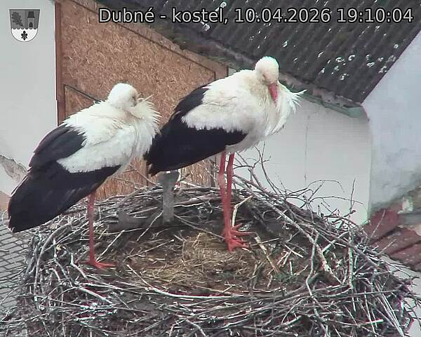 Capi_Dubne_20260410_191004.jpg (1350&nbsp;x&nbsp;1080)