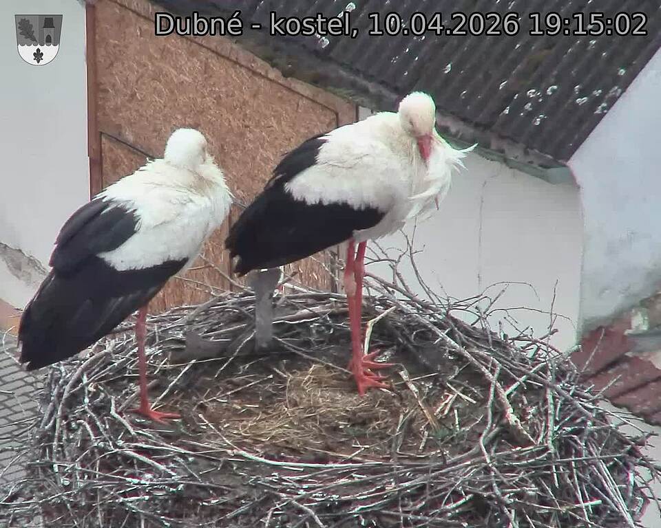 Capi_Dubne_20260410_191502.jpg (1350&nbsp;x&nbsp;1080)