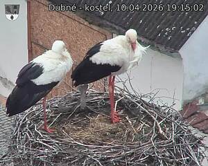 Capi_Dubne_20260410_191502.jpg (1350&nbsp;x&nbsp;1080)