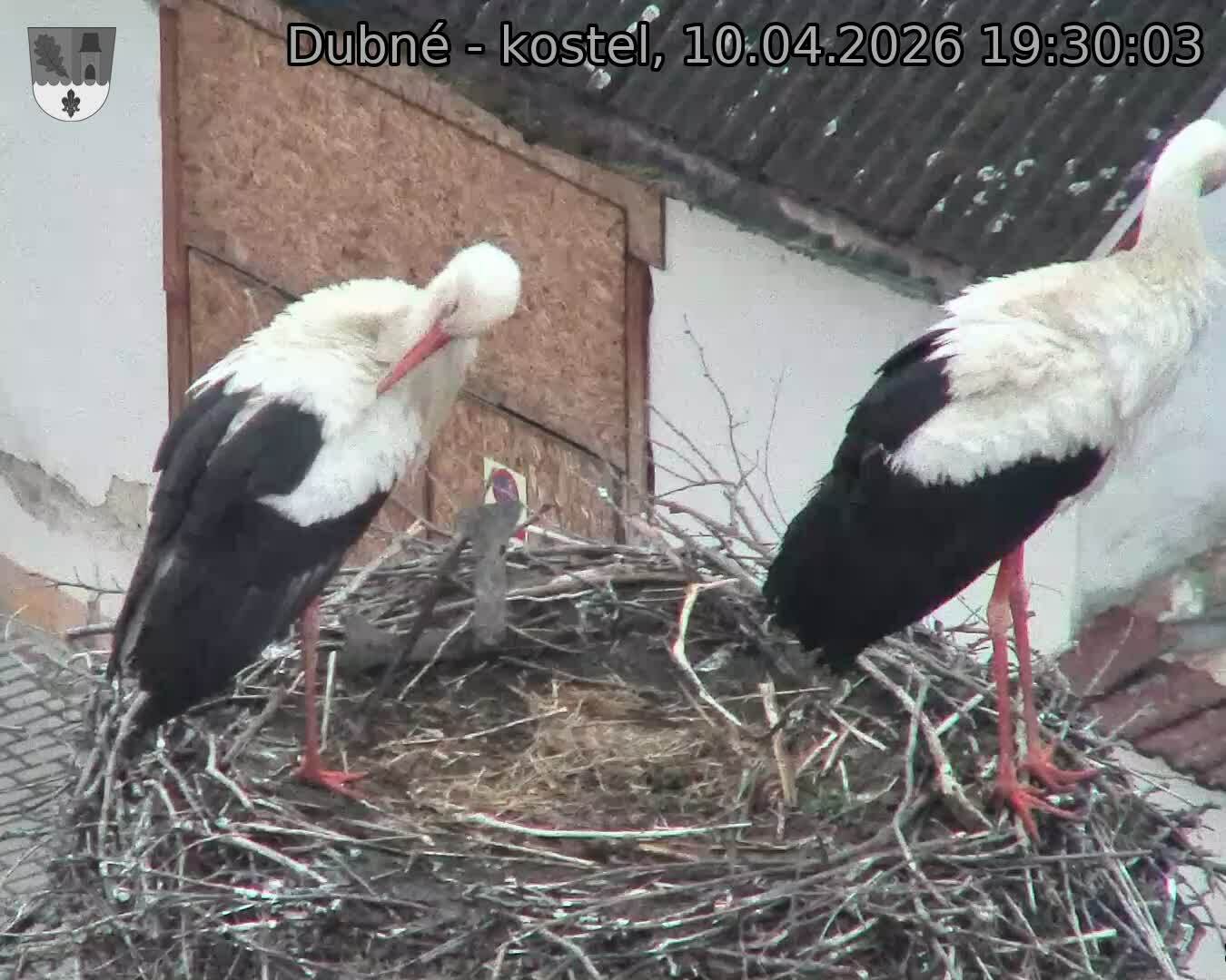 Capi_Dubne_20260410_193003.jpg (1350&nbsp;x&nbsp;1080)