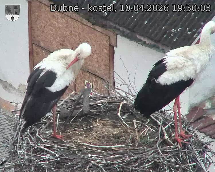 Capi_Dubne_20260410_193003.jpg (1350&nbsp;x&nbsp;1080)