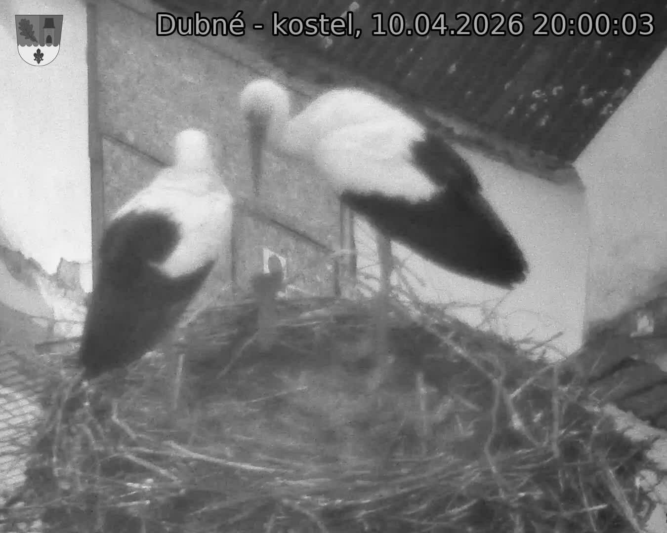 Capi_Dubne_20260410_200003.jpg (1350&nbsp;x&nbsp;1080)