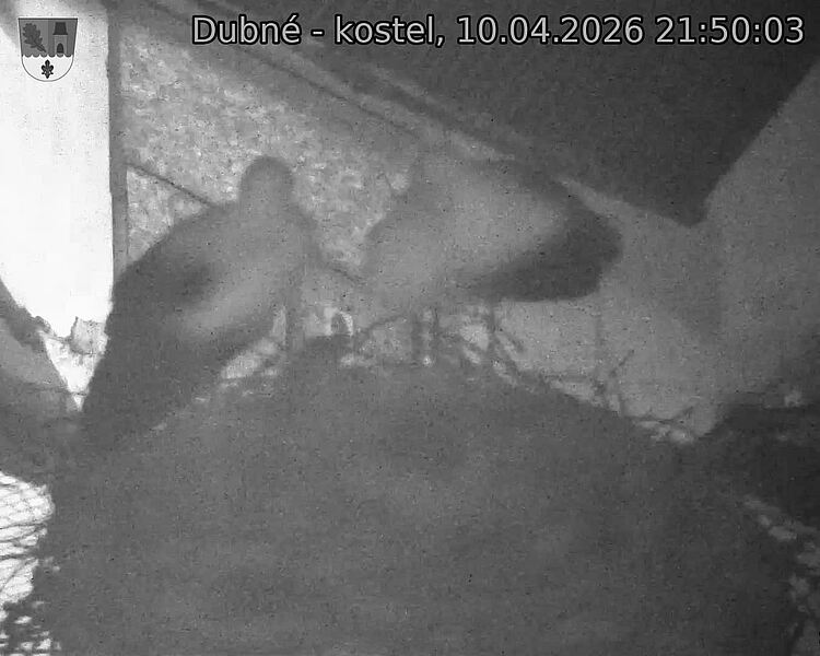 Capi_Dubne_20260410_215003.jpg (1350&nbsp;x&nbsp;1080)