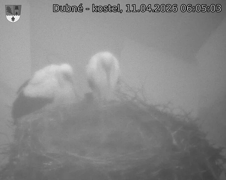 Capi_Dubne_20260411_060503.jpg (1350&nbsp;x&nbsp;1080)