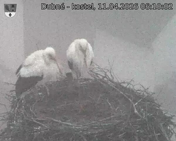 Capi_Dubne_20260411_061002.jpg (1350&nbsp;x&nbsp;1080)