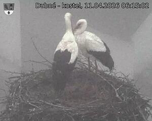 Capi_Dubne_20260411_061502.jpg (1350&nbsp;x&nbsp;1080)