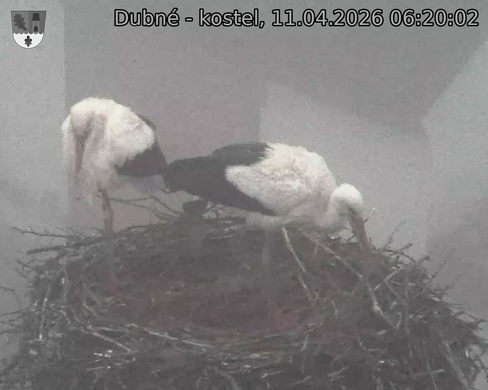 Capi_Dubne_20260411_062002.jpg (1350&nbsp;x&nbsp;1080)