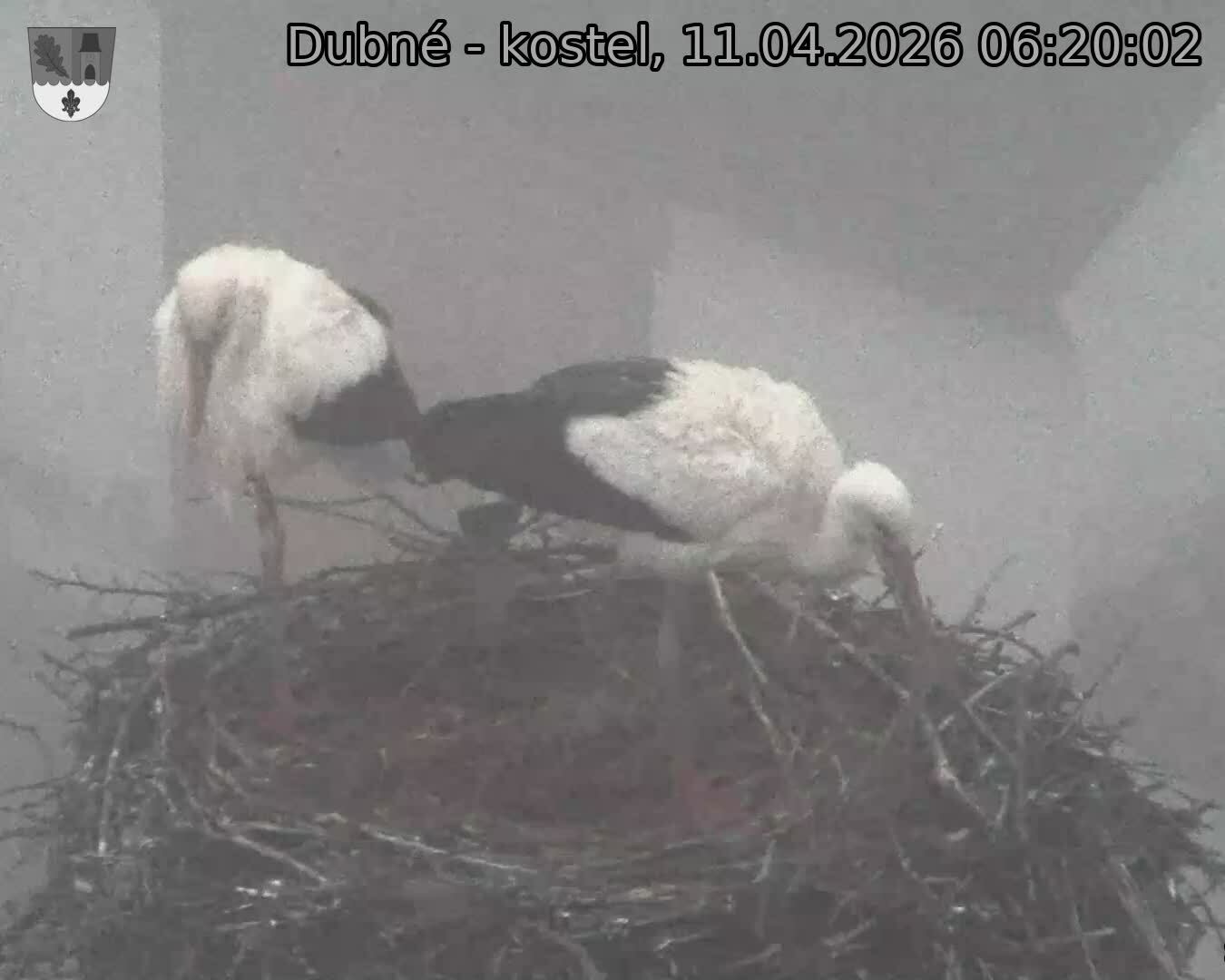 Capi_Dubne_20260411_062002.jpg (1350&nbsp;x&nbsp;1080)