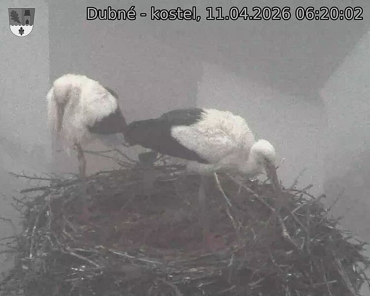 Capi_Dubne_20260411_062002.jpg (1350&nbsp;x&nbsp;1080)