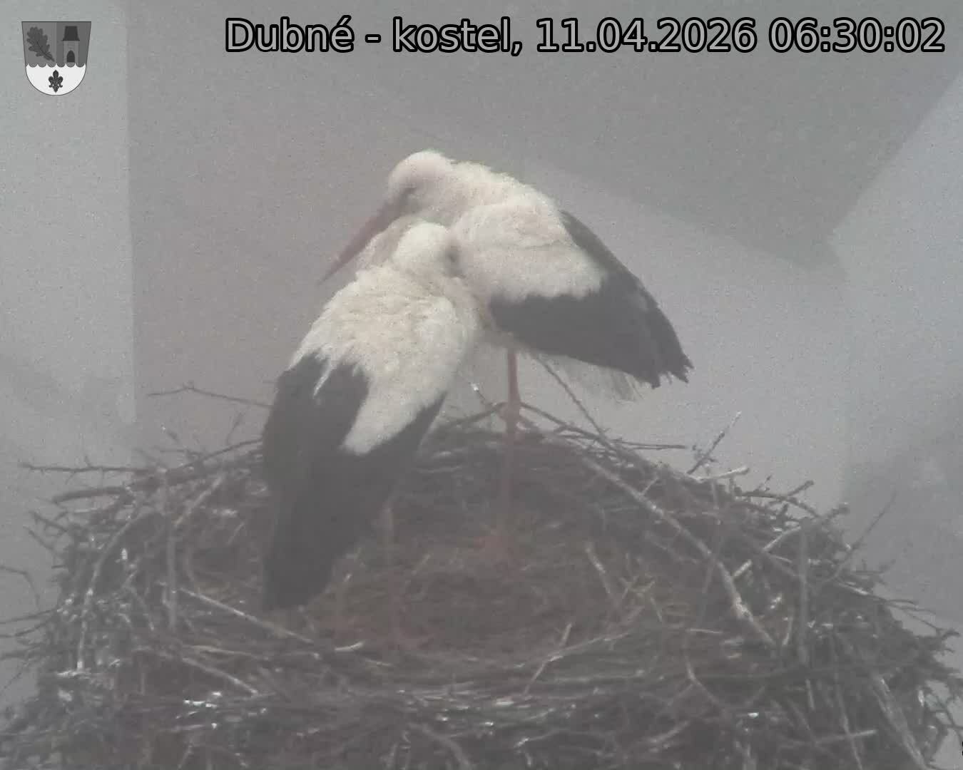 Capi_Dubne_20260411_063002.jpg (1350&nbsp;x&nbsp;1080)