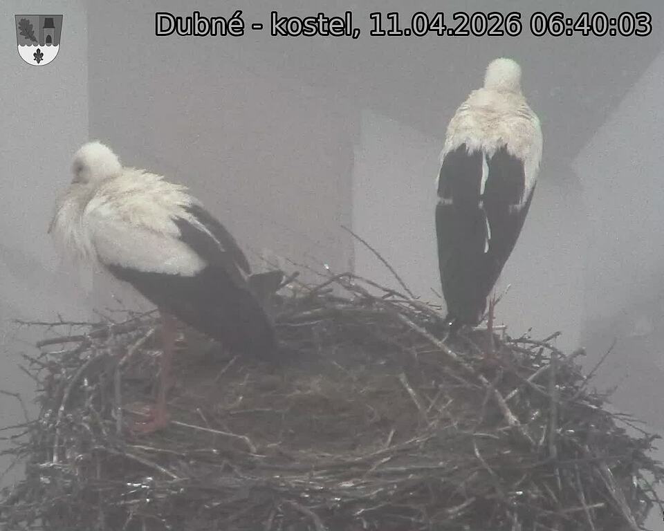 Capi_Dubne_20260411_064003.jpg (1350&nbsp;x&nbsp;1080)