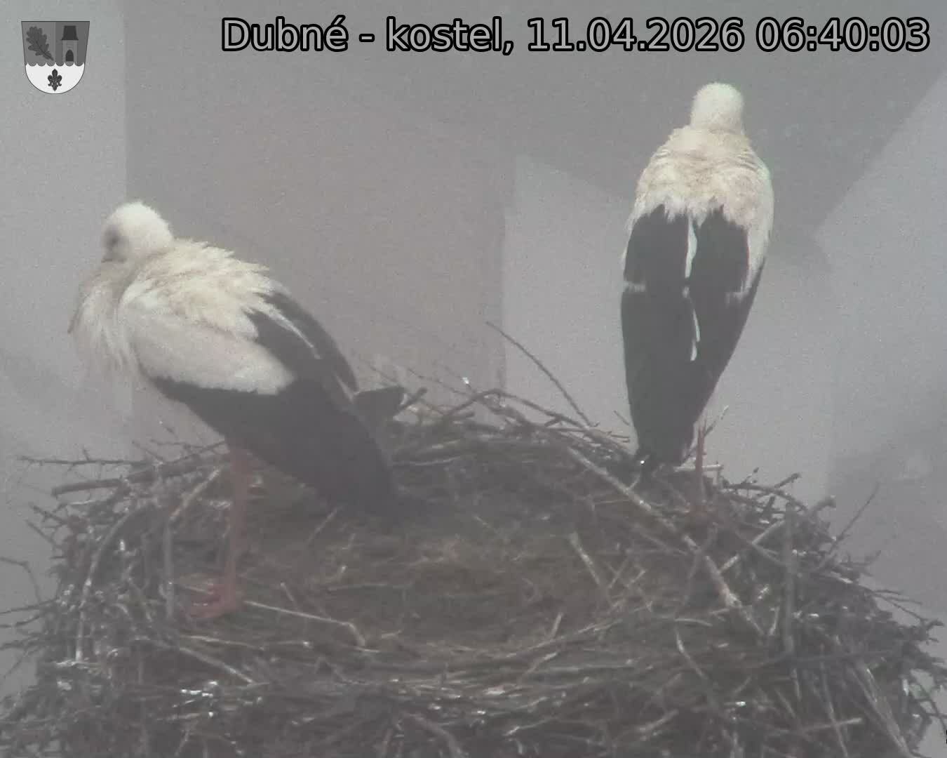 Capi_Dubne_20260411_064003.jpg (1350&nbsp;x&nbsp;1080)