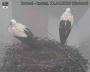 Capi_Dubne_20260411_064003.jpg (1350&nbsp;x&nbsp;1080)