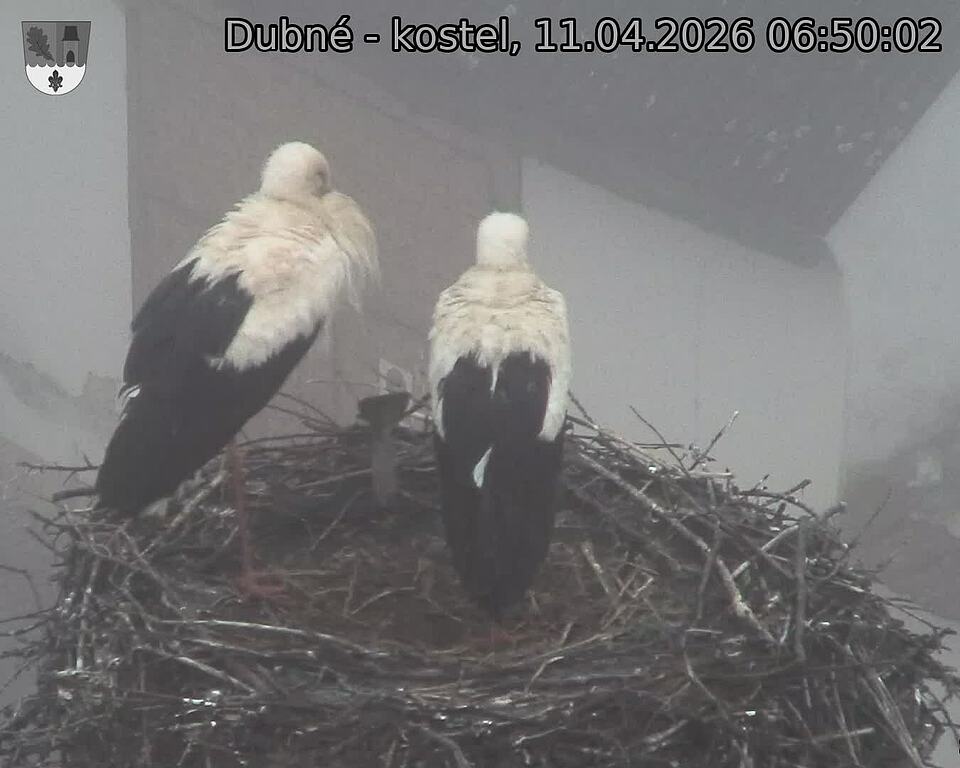 Capi_Dubne_20260411_065002.jpg (1350&nbsp;x&nbsp;1080)