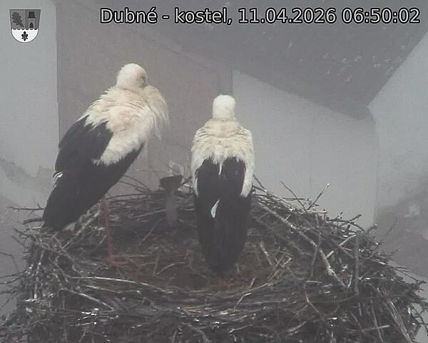 Capi_Dubne_20260411_065002.jpg (1350&nbsp;x&nbsp;1080)