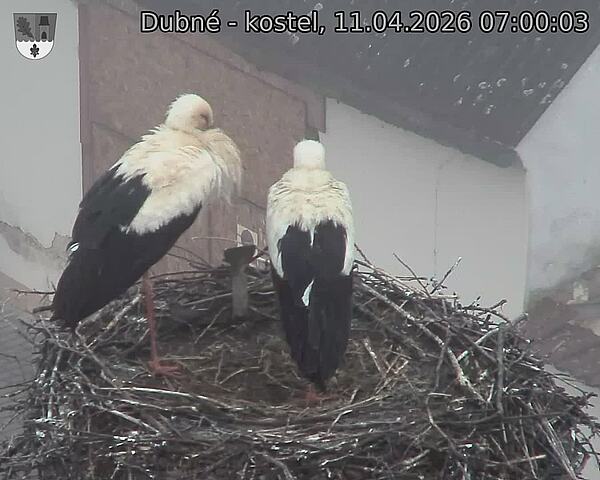 Capi_Dubne_20260411_070003.jpg (1350&nbsp;x&nbsp;1080)