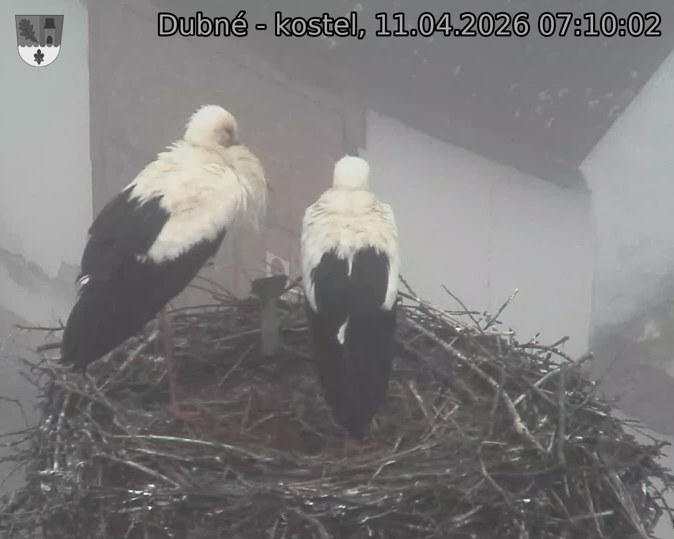 Capi_Dubne_20260411_071002.jpg (1350&nbsp;x&nbsp;1080)
