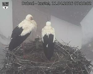 Capi_Dubne_20260411_071002.jpg (1350&nbsp;x&nbsp;1080)