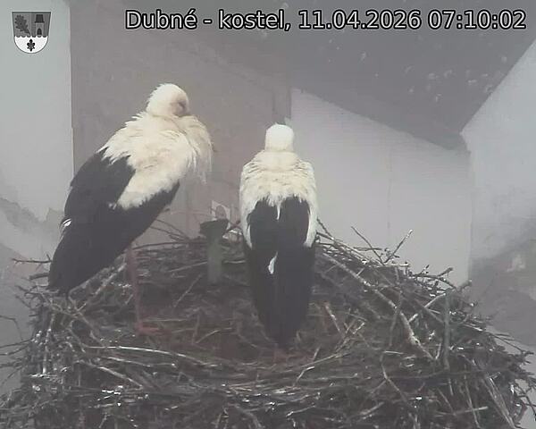 Capi_Dubne_20260411_071002.jpg (1350&nbsp;x&nbsp;1080)