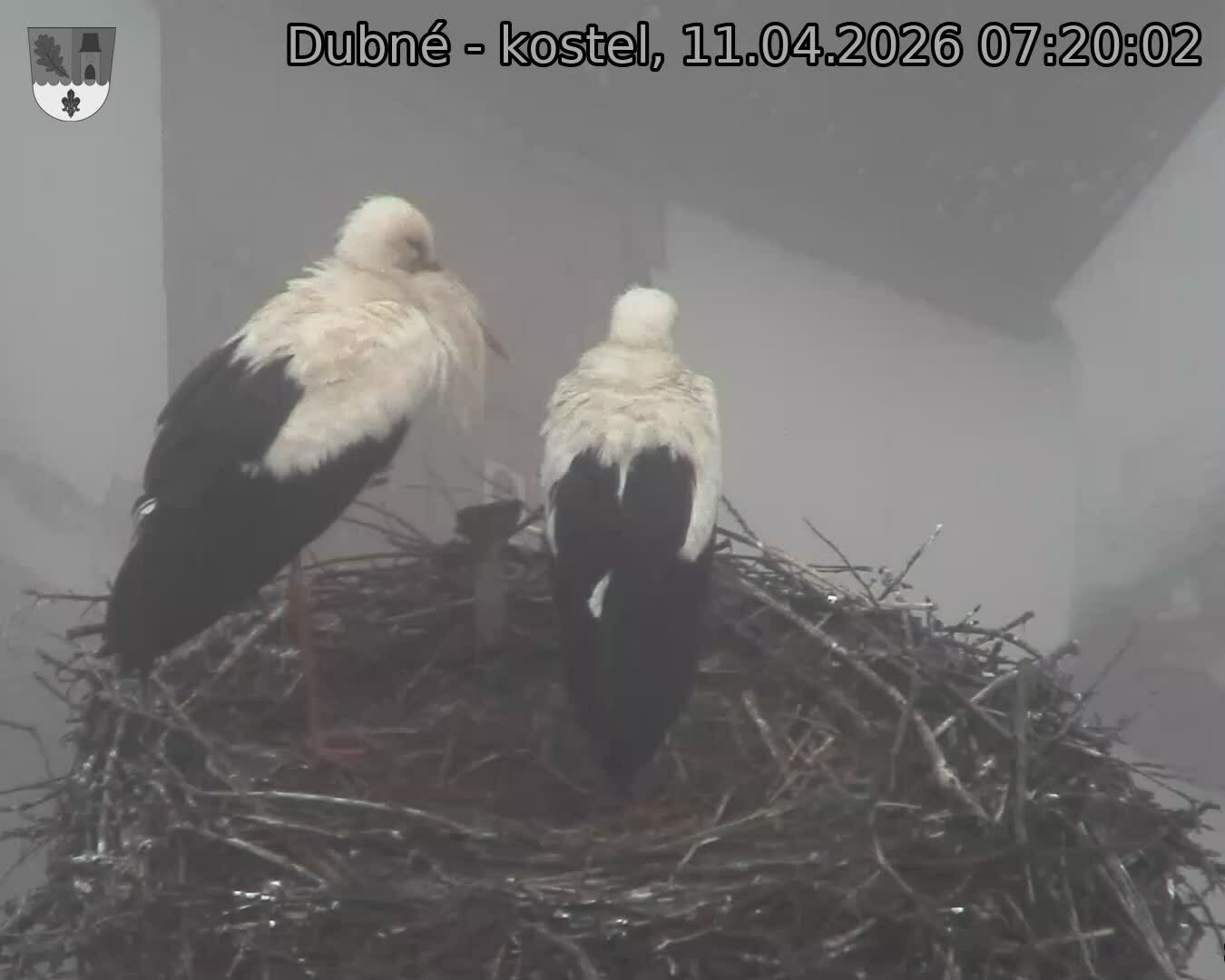 Capi_Dubne_20260411_072002.jpg (1350&nbsp;x&nbsp;1080)