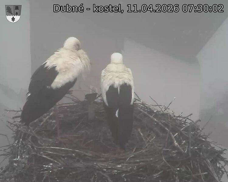 Capi_Dubne_20260411_073002.jpg (1350&nbsp;x&nbsp;1080)