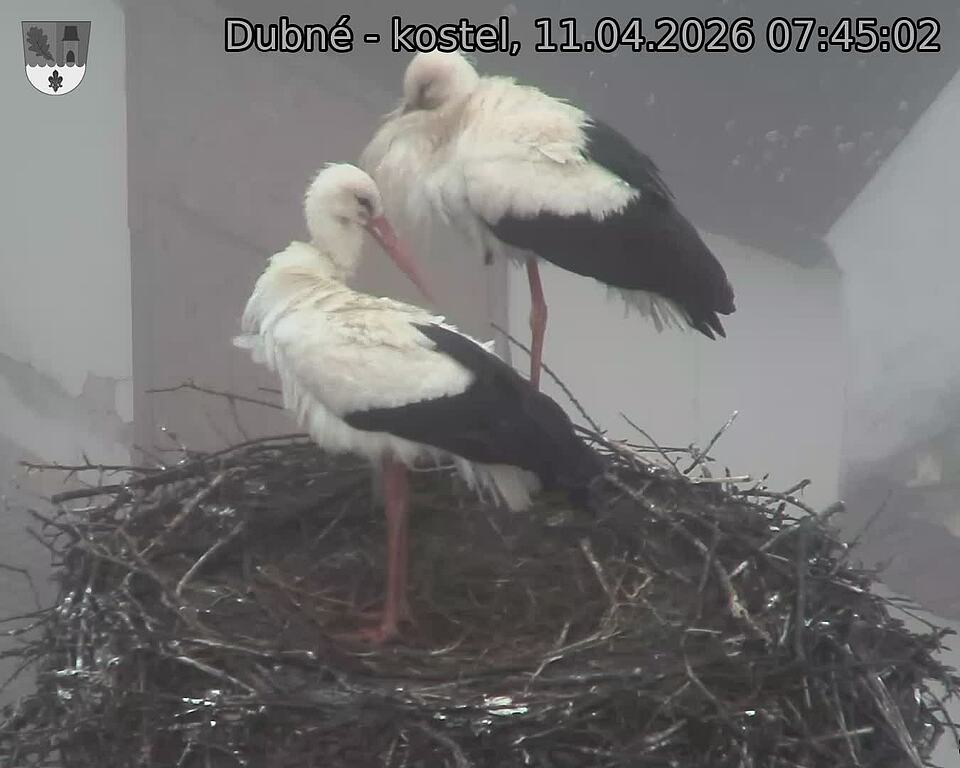 Capi_Dubne_20260411_074502.jpg (1350&nbsp;x&nbsp;1080)