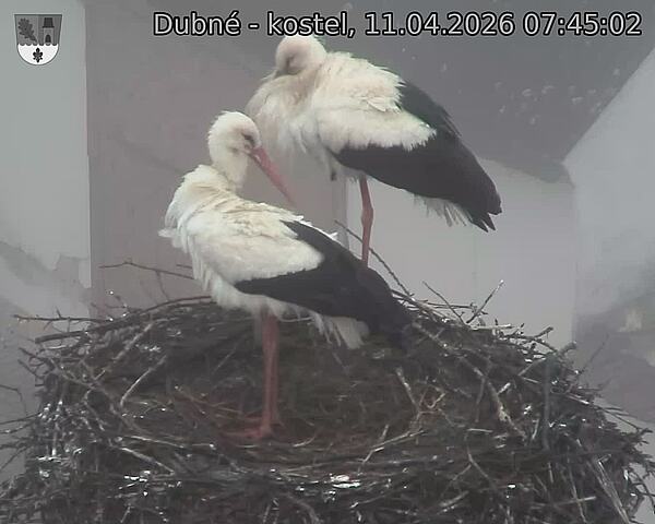 Capi_Dubne_20260411_074502.jpg (1350&nbsp;x&nbsp;1080)