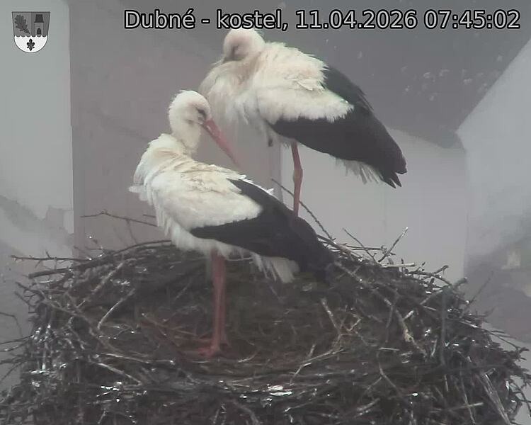 Capi_Dubne_20260411_074502.jpg (1350&nbsp;x&nbsp;1080)