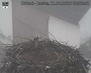 Capi_Dubne_20260411_080502.jpg (1350&nbsp;x&nbsp;1080)