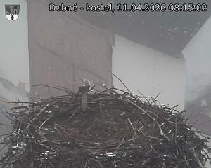 Capi_Dubne_20260411_081502.jpg (1350&nbsp;x&nbsp;1080)