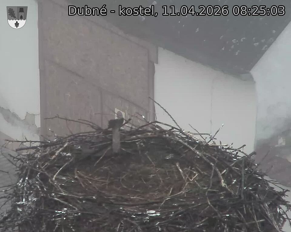 Capi_Dubne_20260411_082503.jpg (1350&nbsp;x&nbsp;1080)