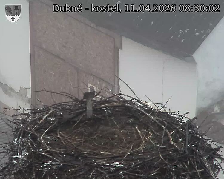 Capi_Dubne_20260411_083002.jpg (1350&nbsp;x&nbsp;1080)