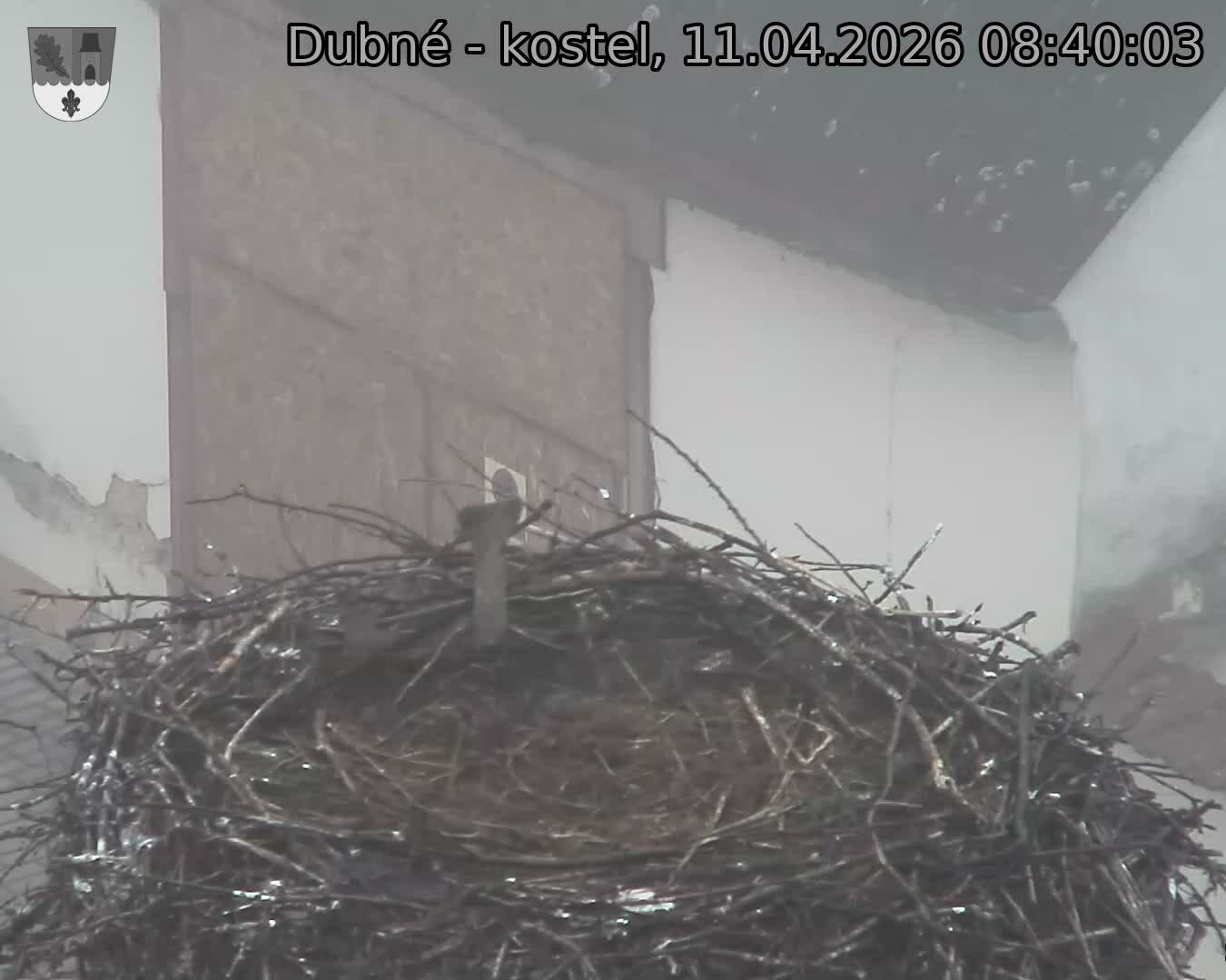 Capi_Dubne_20260411_084003.jpg (1350&nbsp;x&nbsp;1080)