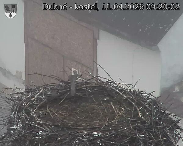 Capi_Dubne_20260411_092002.jpg (1350&nbsp;x&nbsp;1080)
