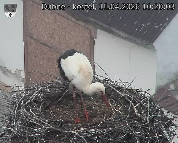 Capi_Dubne_20260411_102003.jpg (1350&nbsp;x&nbsp;1080)